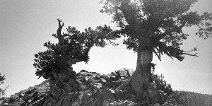 Limber Pine on Mt. Baden Powell