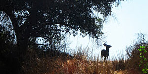 Deer on El Prieto