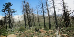 Burnt trees
