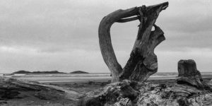Driftwood, Vancouver Island, 1994