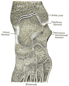 Foot- Gray's Anatomy