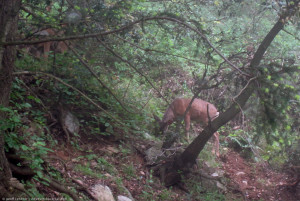 Deer in Angeles Forest