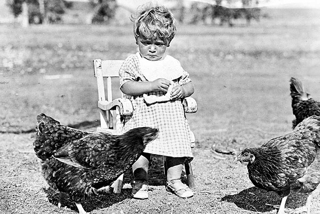 Ernest feeds the chickens, Alberta 1923